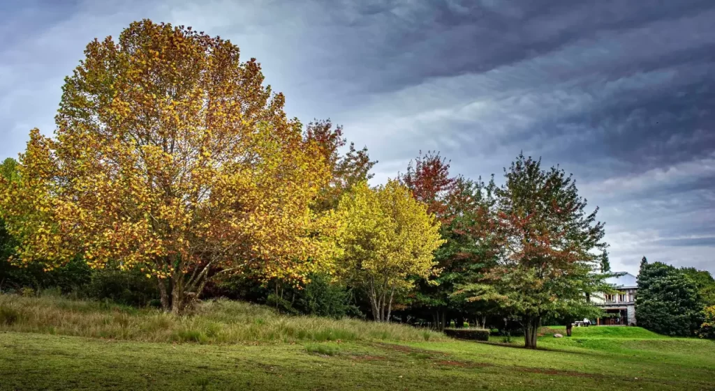 Autumn trees with changing leaves in a park under a cloudy sky.