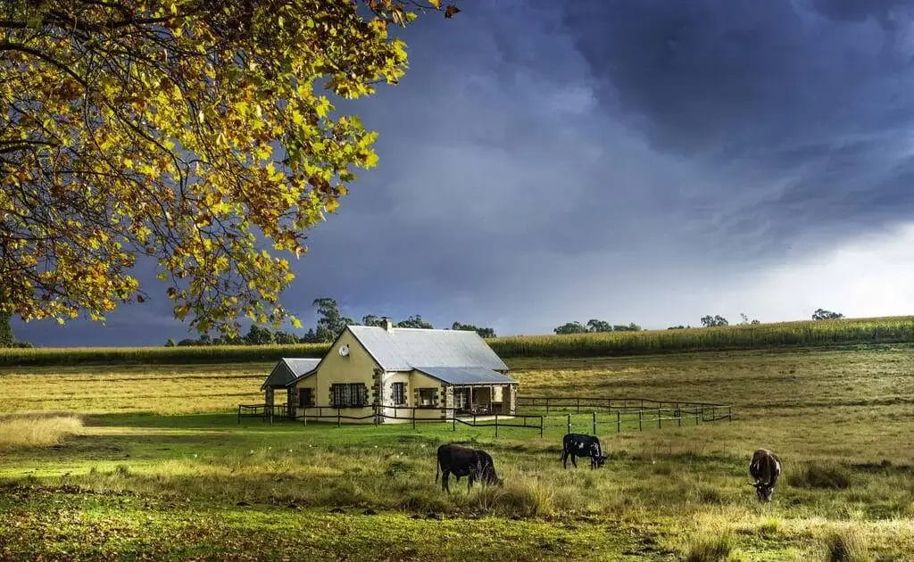 Rural tranquility: a solitary farmhouse under an ominous sky, flanked by autumn foliage and grazing cattle.