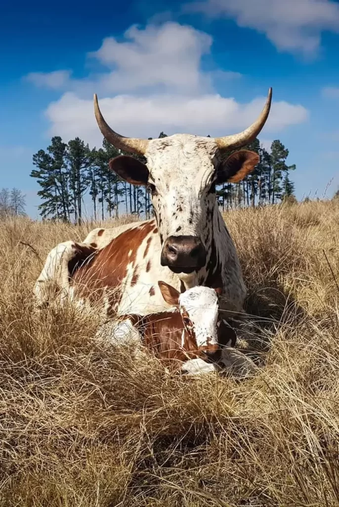Longhorn cow resting in a dry grass field with a clear blue sky in the background.
