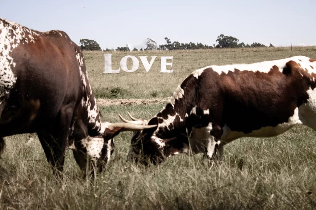 Two longhorn cattle graze in a grassy field with the word "LOVE" displayed in large white letters in the background.
